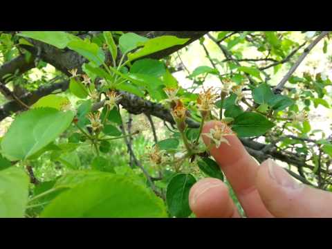 Identifying an Apple Tree