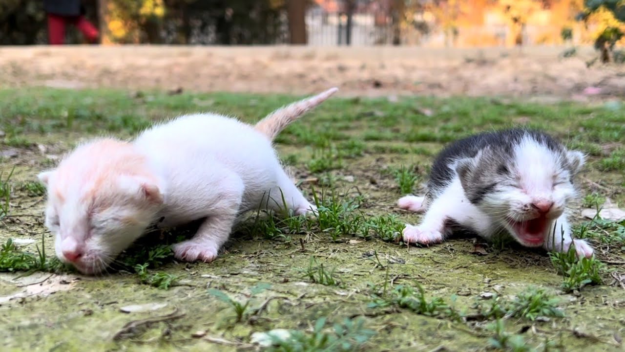 Newlyborn kittens living on the street looking for mother cat