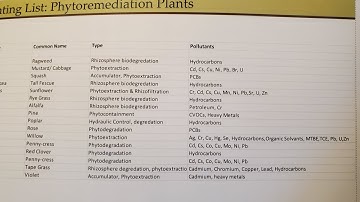 Phytoremediation Plants: detoxification of gardening soil and removing pollutants