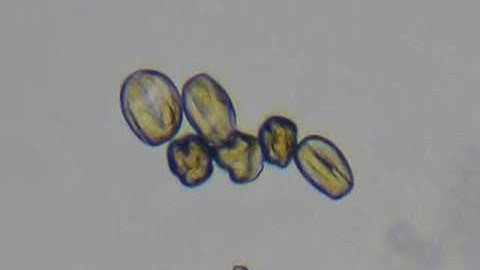 Hydration of Pollen Grains - 4 minute timelapse