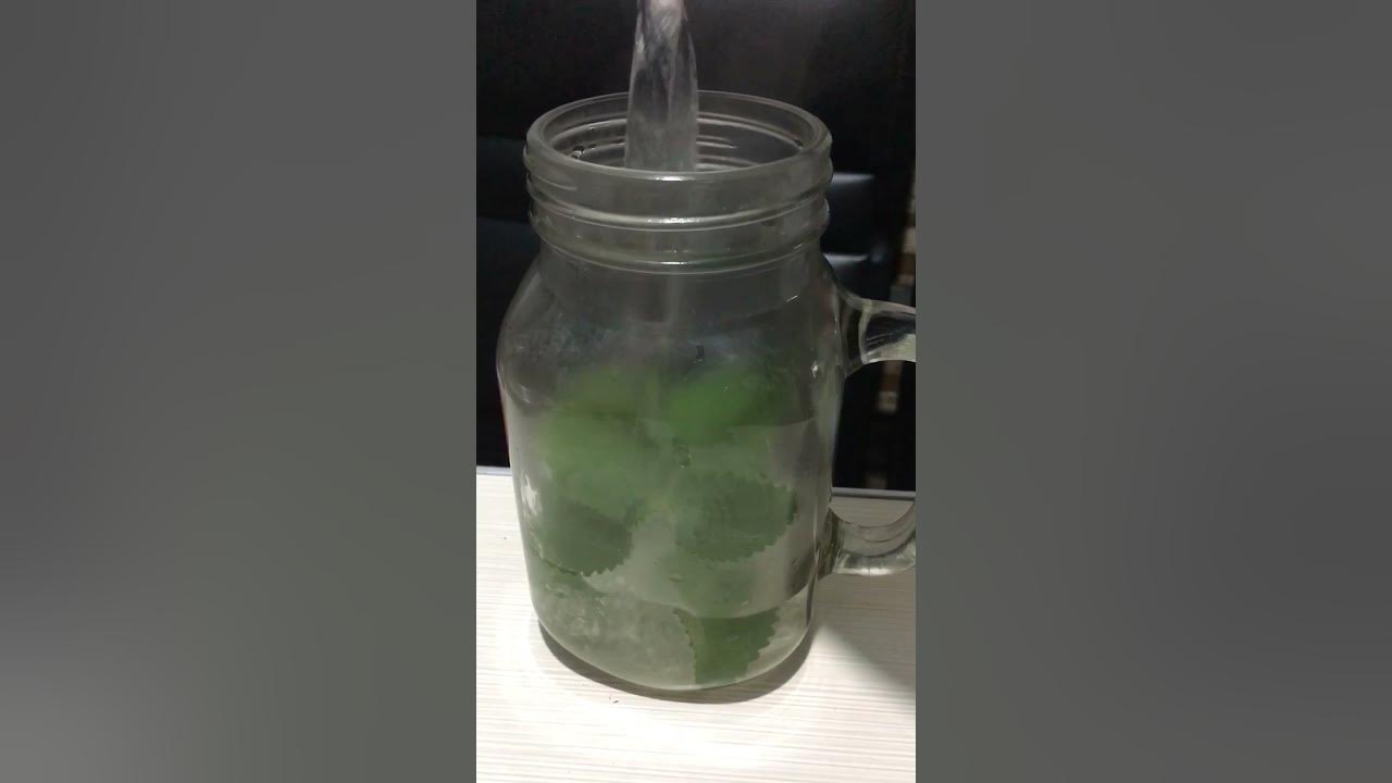 Our Home Remedy for cough and Fever! Oregano Juice YouTube