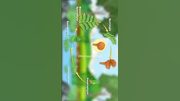 Fern Life Cycle Animation #biology