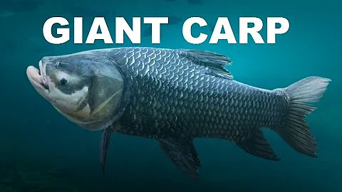 Watch the video about HUGE CARP | SIAMESE GIANT CARP