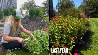 Planting my Seeded Wirlygig Zinnias on the Hill. Moving Volunteer Hosta from a Path. Fun Gardening!