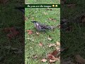 Wait until you see how close this gets 🐦👀😍