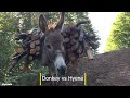 Donkey vs hyenas a surprising showdown of strength and defense  animal fight