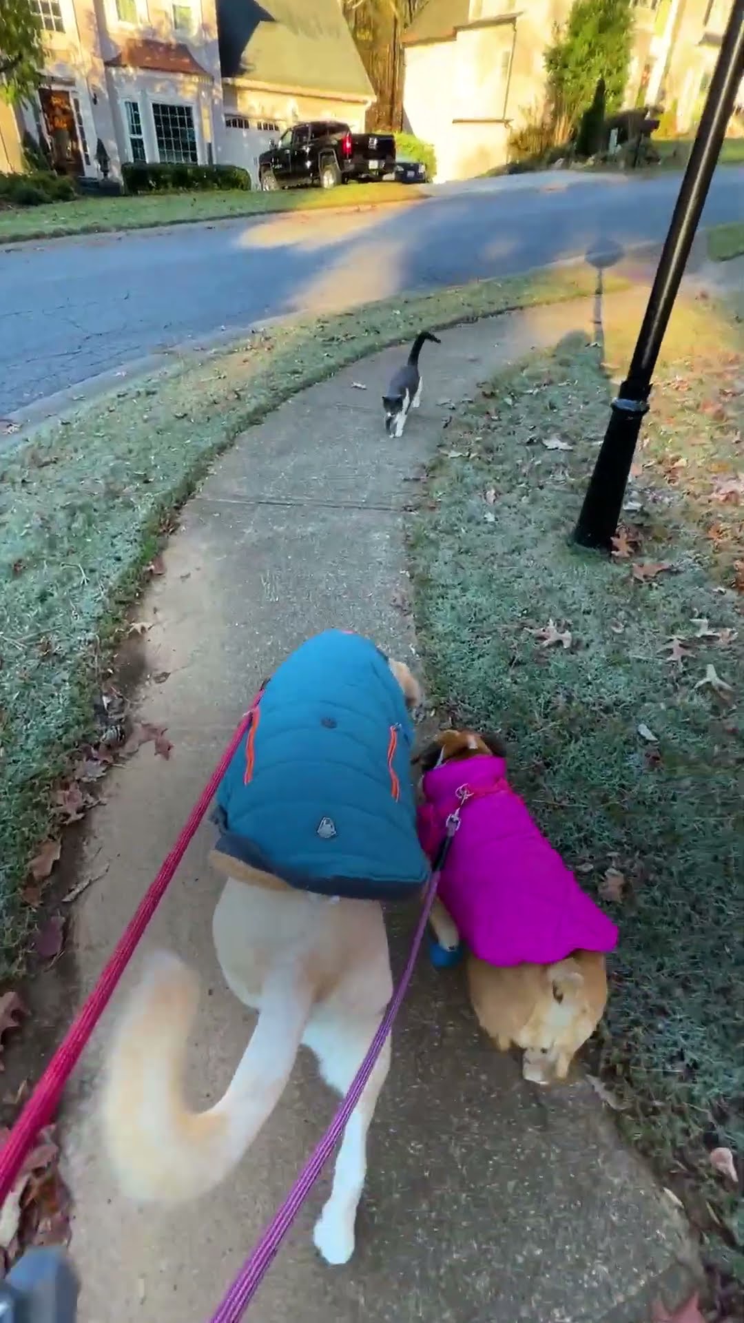 Random Cat Keeps Walking With Woman And Her Dogs | The Dodo