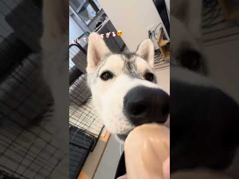 【 asmr 】ハスキー犬がどうしてもアイスを食べたい時！ #ハスキー犬 #シベリアンハスキー #dog
