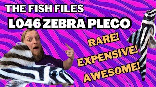 The Fish Files: L046 Zebra Pleco