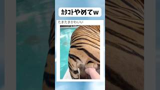 おとなしいタイガーにやりたい放題 #shorts #おもしろ #おすすめ #すごい #海外#パタヤ #バズれ