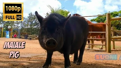 Quale animale onnivoro?