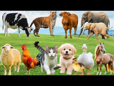 🌿 "Nông Trại Đồng Quê" Bỗng Vang Khúc Ca – Chó, Mèo, Heo & Bò Hòa Nhịp Đầy Yêu Thương | Animals 🐶🐱🐷🐄