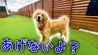 レトリバーのまるくんと一緒に庭遊び。