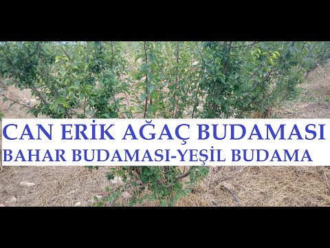 Video: Kiraz Eriği Budaması: İlkbahar Ve Sonbaharda Doğru Budama Nasıl Yapılır? Genç Ve 3 Yaşındaki Bir Ağacın Yeni Başlayanları Için Taç şekillendirme şemaları