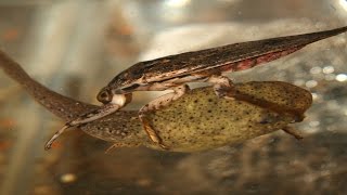 Aquatic Insects in Food Webs (Short)