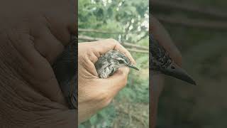 etak2 kapasan kemiri #burung