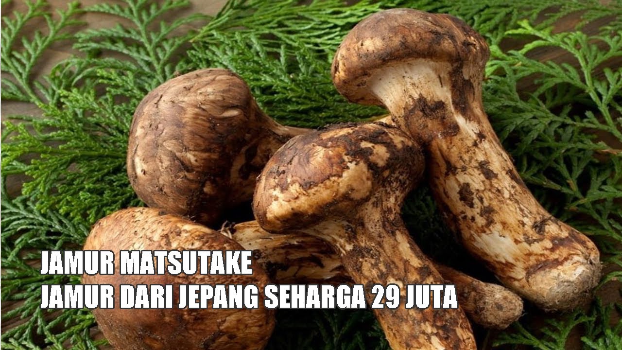 JAMUR MATSUTAKE JAMUR LEZAT DARI JEPANG YANG SANGAT MAHAL YouTube