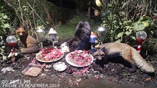 Foxheaven Dublin Ireland Live Stream. Kitty Sue And 1 Fox.