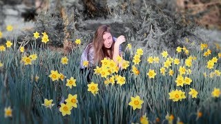 Daffodils