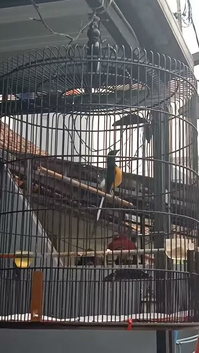 Murai lokal Jambi