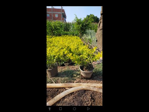 دورنتا صفراء افضل سياج ورقى تزييني في الحديقه