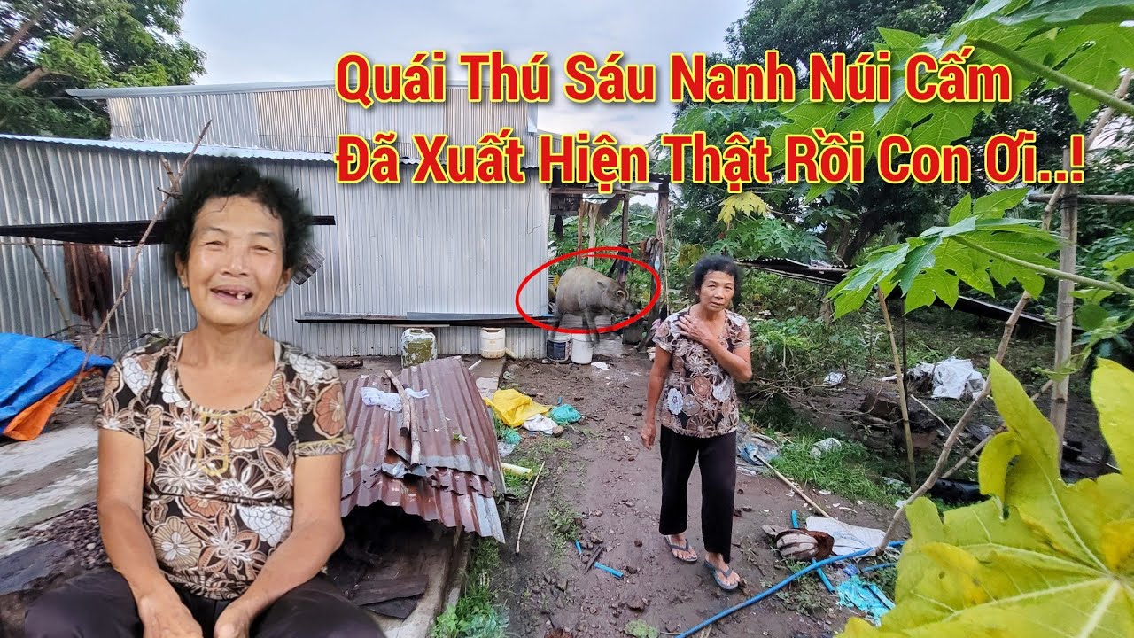 hãi hùng Núi Cấm xuất hiện Quái Thú 6 nanh vào rẫy ăn Ngô khoai, khiến người dân phải bỏ chạy