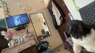 Venus tv reactions 🫶