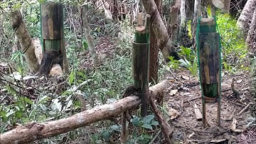 Create Amazing Bamboo Trap To Trap Squirrel In The Jungle
