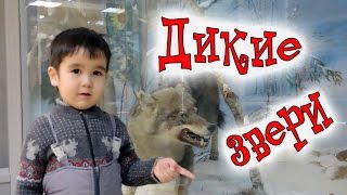 Изучаем Диких Зверей.Проект Папино воспитание Изучаем Диких Зверей.Проект Папино воспитание