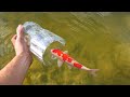 Coca-Cola Fish trap Catches RARE Colorful Fish for JAWS!!