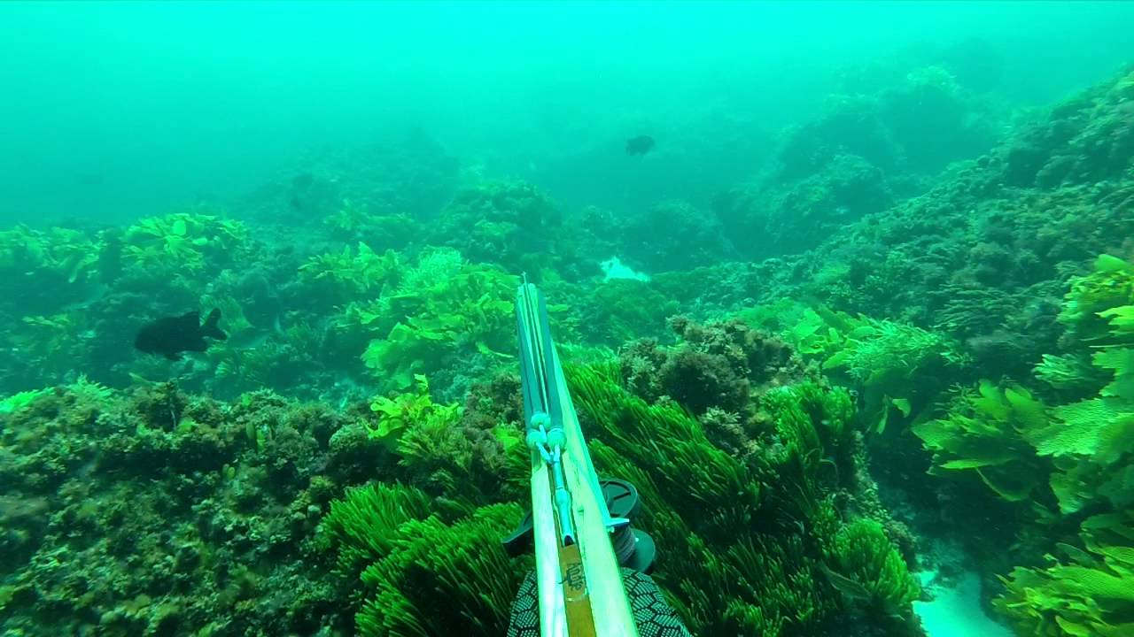 Spearfishing WA All in Dhu time YouTube