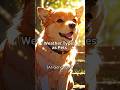Weather Types as Pets | AI Generated