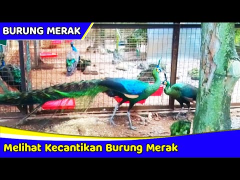 Video: Burung Merak Terung