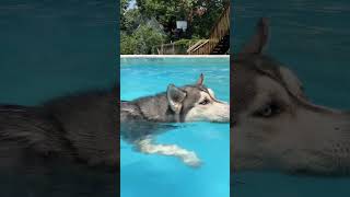 My Dog JUMPS Into The Pool Husky Swimming Pool Party #shorts