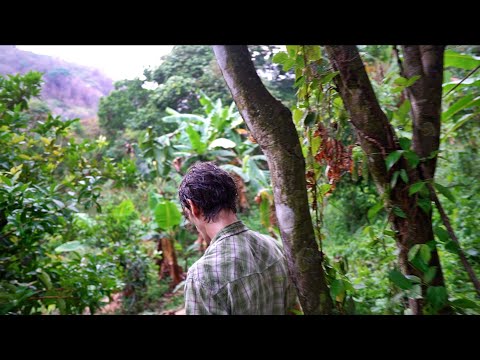 Video: Raudonasis Bananas: Egzotiški Vaisiai Iš Kosta Rikos