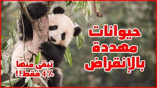 حيوانات مهددة بالانقراض , هل لا يزال الباندا حيوان مهدد بالانقراض ؟!