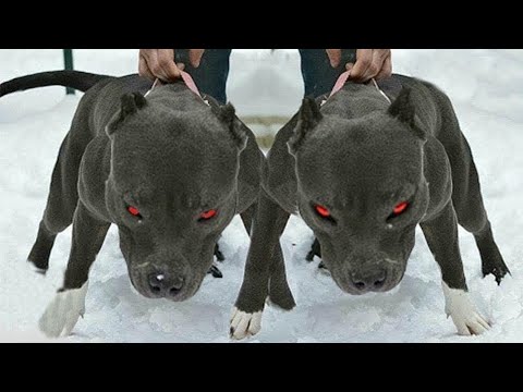 فيديو: كيف واحد الفنان يحول صور من الكلاب المهجورة في روائع
