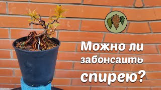 Можно ли забонсаить спирею?