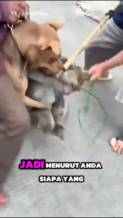 Seekor anjing menyerang monyet 🥹         #shots #trending #monkey #dog #viralvideo #viralshorts