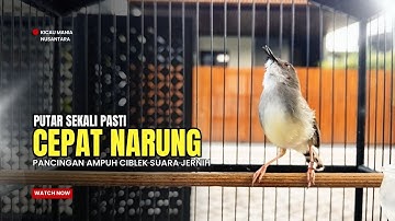 Burung Ciblek SEMI Gacor NGEBREN Untuk Pancingan Ciblek dan MASTERAN BURUNG Kesayangan Anda