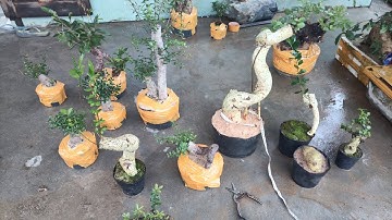 Chiều 12.12 Zalo 0359540980 gl cây cảnh các loại giá rẻ bao síp toàn quốc 