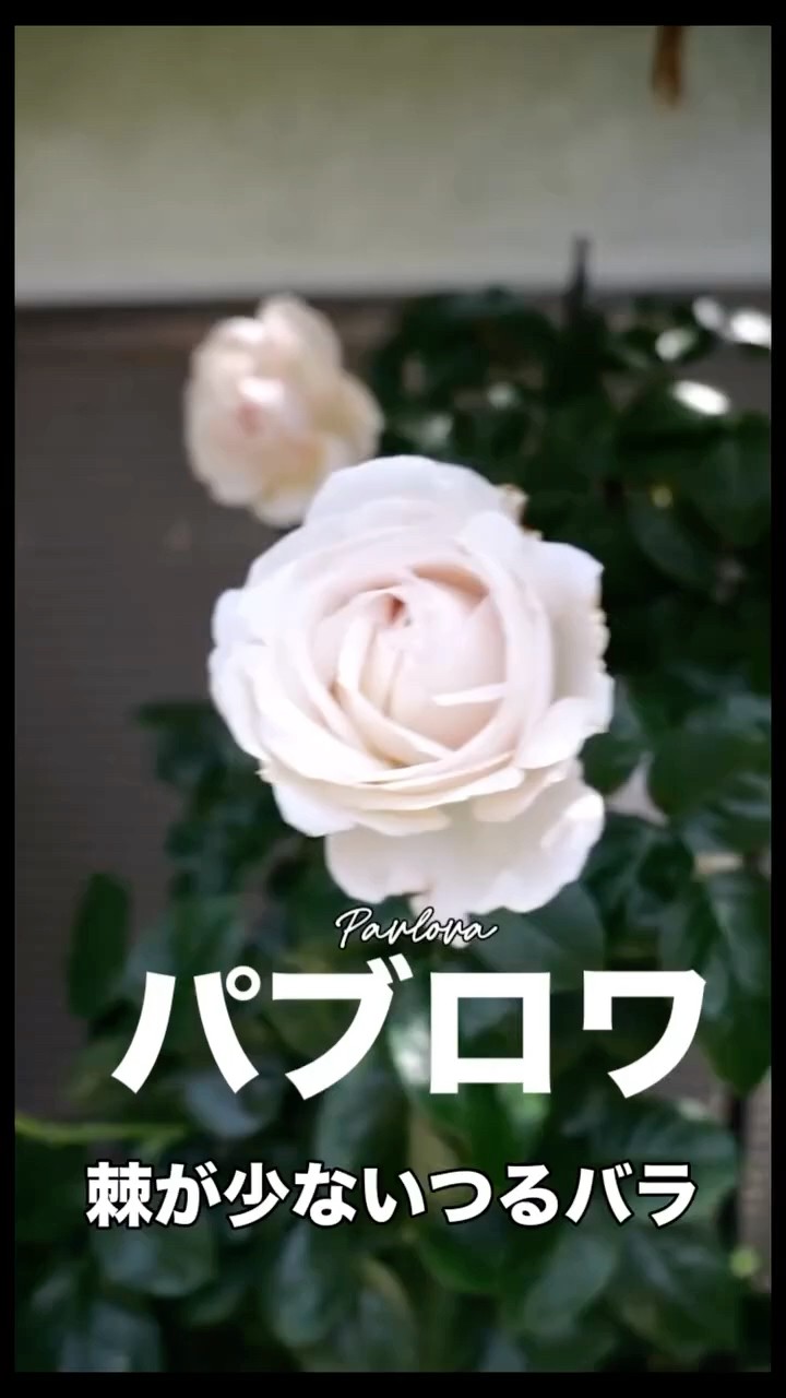 Pavlova: A climbing rose with few thorns. A shrub rose from