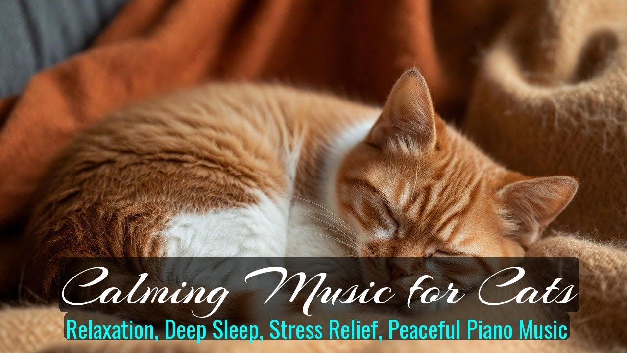 LIVE 🌙 Peaceful Night Music for Lazy Cats 🐾 | Season 53