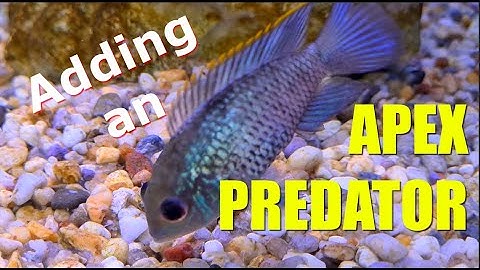 Adding APEX PREDATORS to my Peaceful PLANTED AQUARIUM