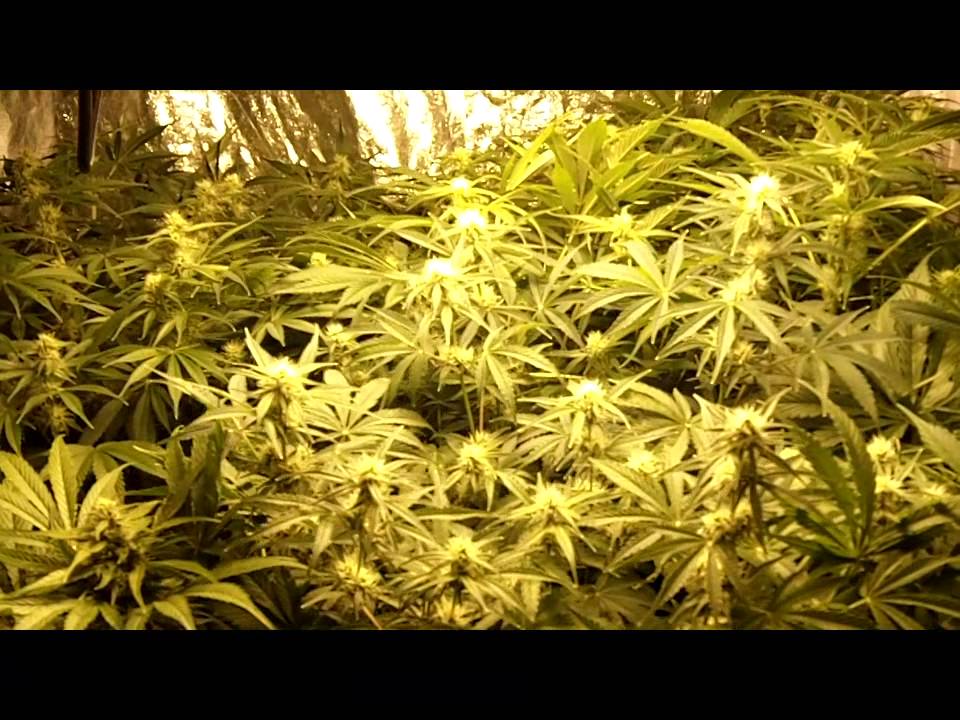 Flowering Day 20 to Day 32