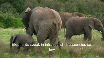 How Animals Communicate - Nature