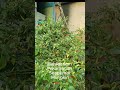 Ketahanan Sayur dan Cabe dimulai dari Pekarangan Anda #cabe #cabai #cabairawit #rica #garden
