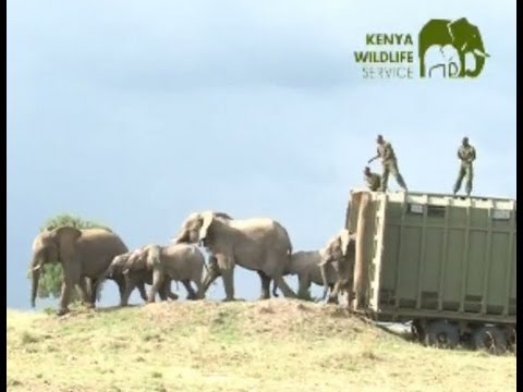 Video: Elefant Fanget I Mudder I Kenya Reddet Af Redningshold