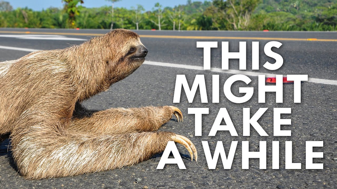 Why Are Sloths So Slow?