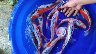 Pusat koi berkualitas, ikan koi super cantik Grade A update stock 09 mei 2024